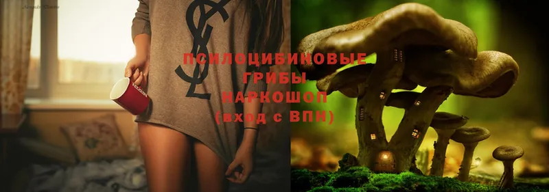 дарк нет клад  Верхоянск  Галлюциногенные грибы Psilocybe 